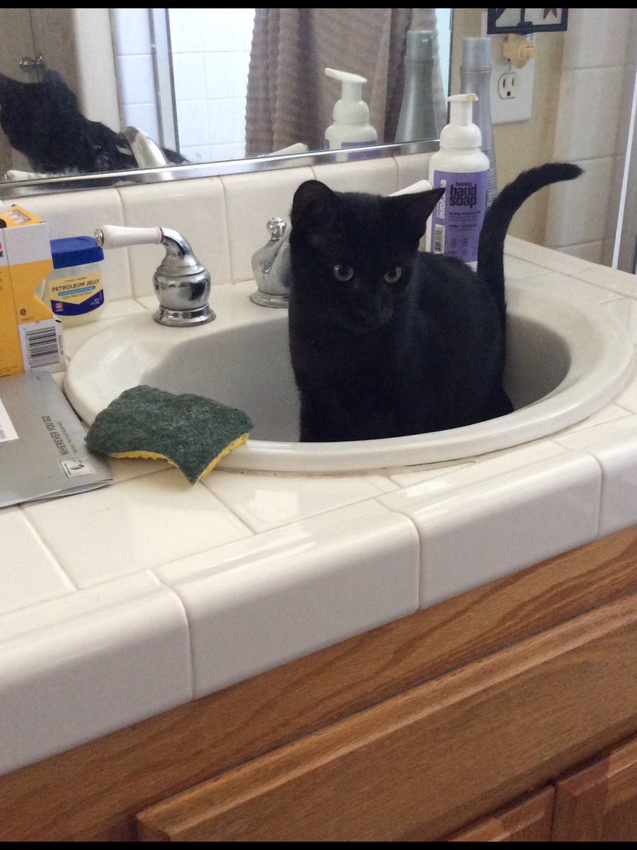 ScorpioLisaM's tweet photo. Happy Caturday, from Sisko. #CatsOfTwitter #cats #Cat #Caturday #catsinsinks https://t.co/m3ECR3Z1wl