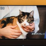 テレビ朝日の「建もの探訪」に出てきた猫が可愛い!名前は「おねえちゃん」w