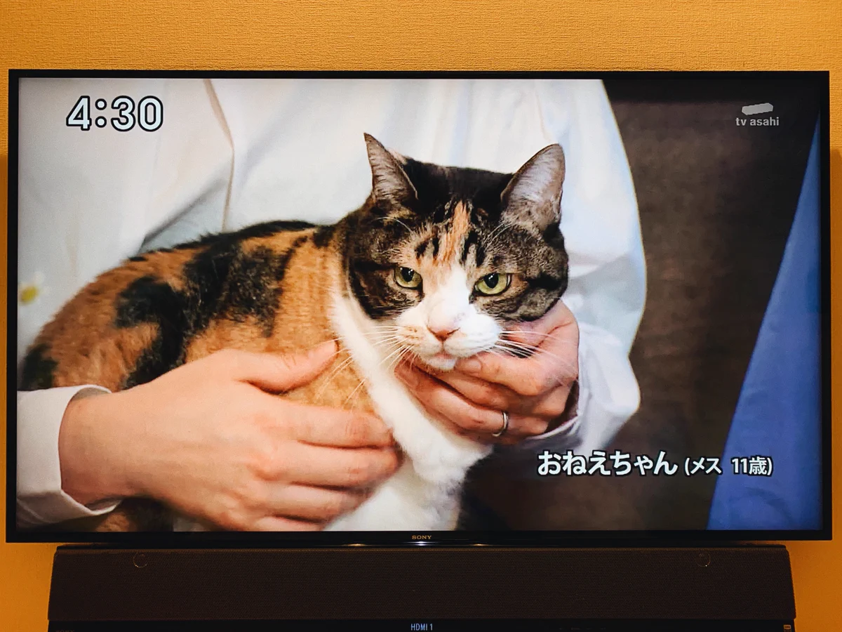 テレビ朝日の「建もの探訪」に出てきた猫が可愛い！名前は「おねえちゃん」w