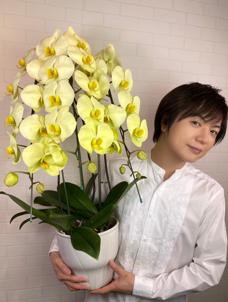 竹島宏スタッフ 公式 胡蝶蘭 緑 花言葉は 幸せが飛んでくる 珍しい優しい緑色の胡蝶蘭 皆さんへ幸せが飛んできま すように 今日も１日お疲れ様でした ひろネット 花便り 花言葉 花 花を贈ろう 胡蝶蘭 花のある暮らし 花のある生活