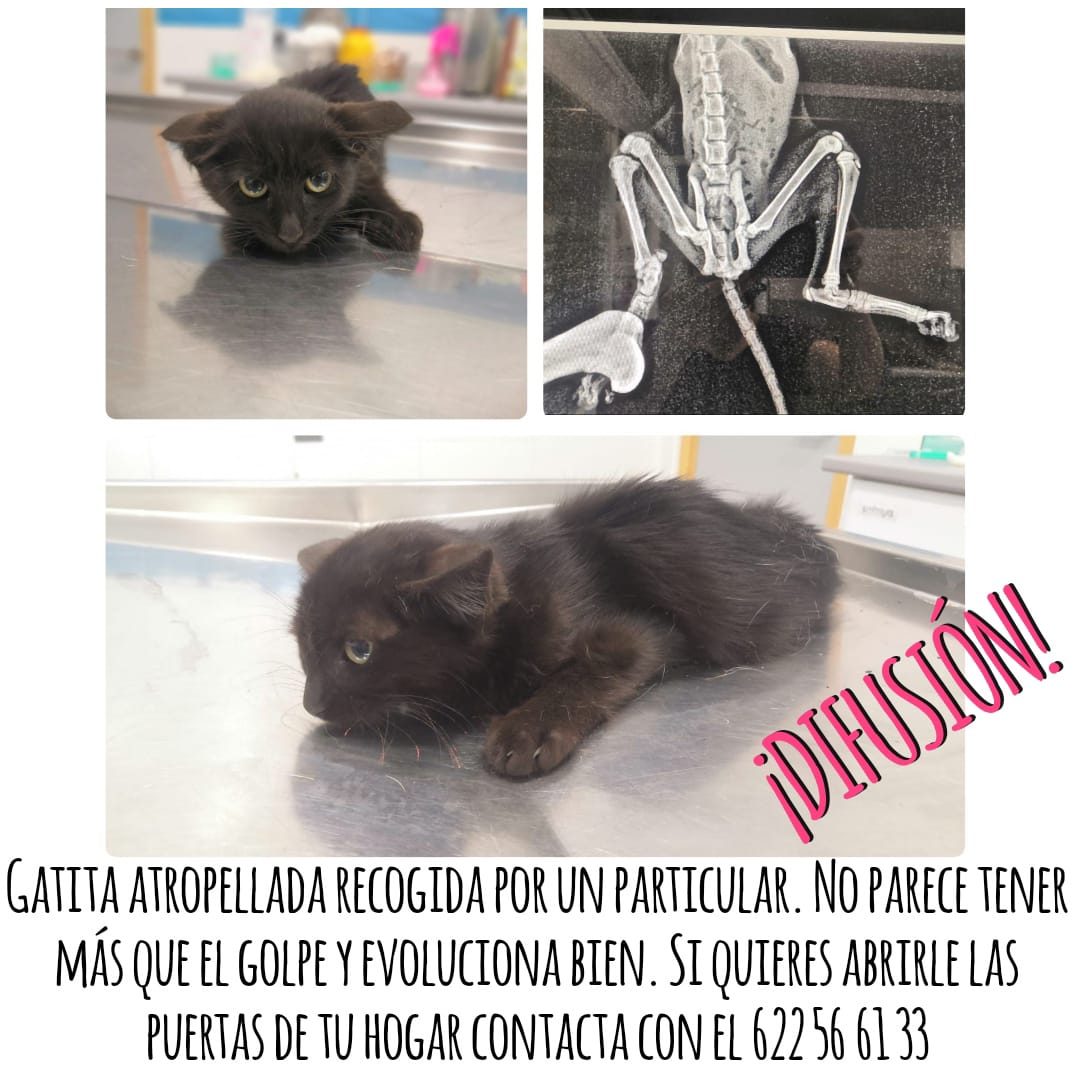 Gatita atropellada recogida por un particular. No podemos hacernos cargo de más gatos y solo podemos ayudar difundiendo. No parece tener más que el golpe y evoluciona bien. Si quieres abrirle las puertas de tu hogar contacta con el 622 56 61 33. Ayudémosles difundiendo