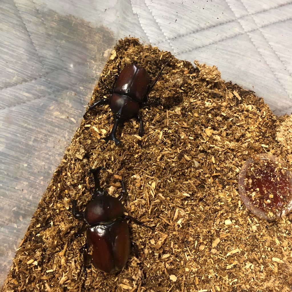 カブトムシの戦い Twitter Search Twitter カブトムシの戦い Twitter Search Twitter