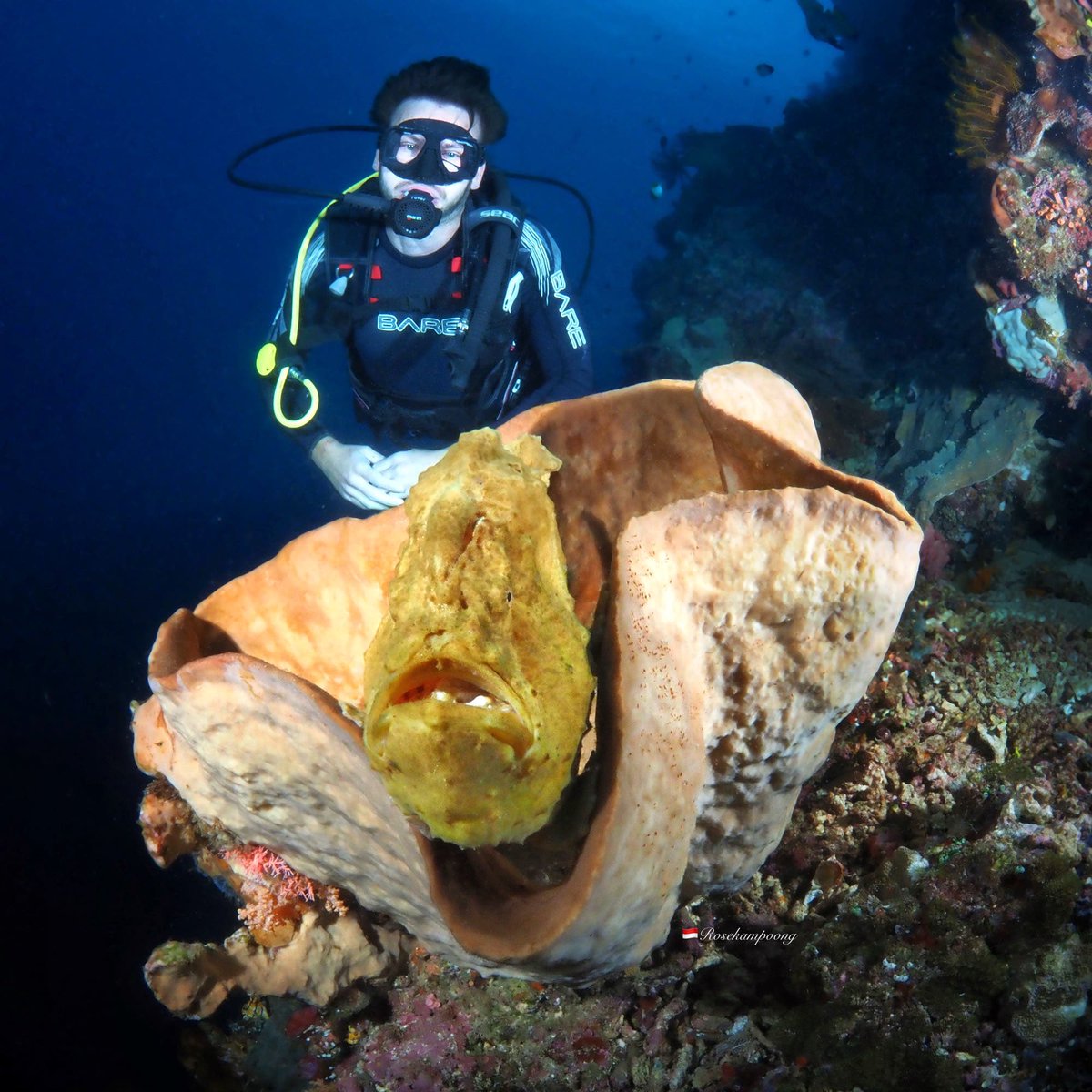 rosekampoong's tweet photo. Giant Frog Fish  https://t.co/9YYpqMZQMb https://t.co/5IQP2udtQd