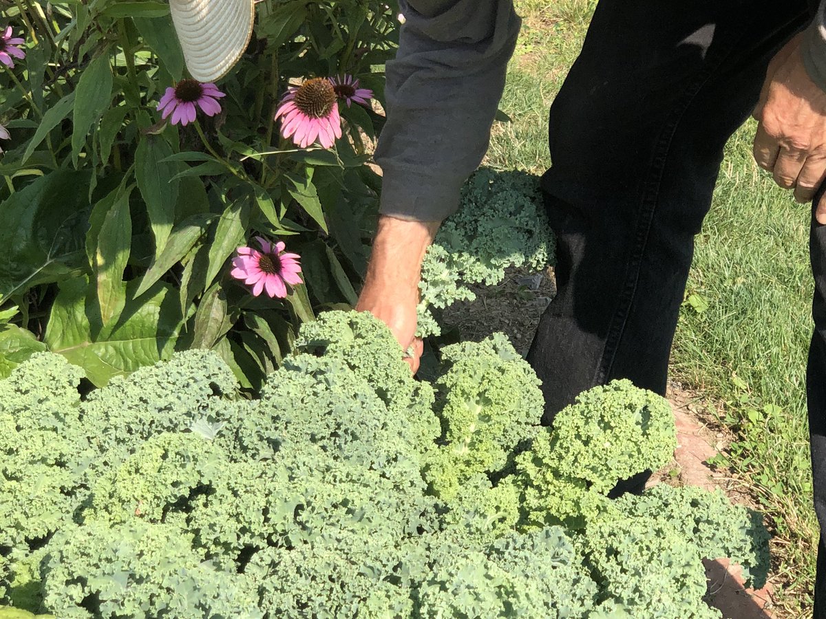 ProfNichols's tweet photo. I don’t have to go too far for fresh kale when you have dedicated volunteers growing veggies in Talleyrand Park for the food bank. #lovebft  #Donotpick https://t.co/tw39NUXQd9