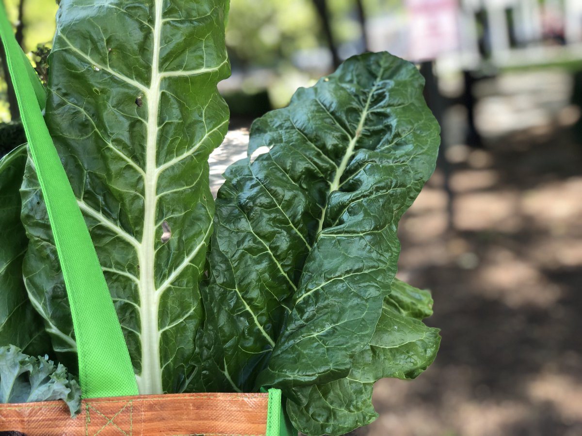 ProfNichols's tweet photo. I don’t have to go too far for fresh kale when you have dedicated volunteers growing veggies in Talleyrand Park for the food bank. #lovebft  #Donotpick https://t.co/tw39NUXQd9
