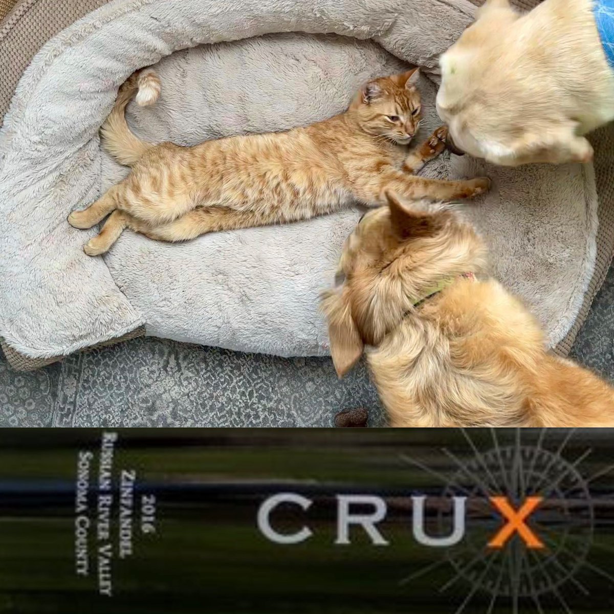 cruxwinery's tweet photo. Who do you think rules the @cruxwinery home on Caturday? Oscar does! When are you coming to visit us? Contact Brian or Steve to set up your tasting appointment.
•
#cruxwinery #caturday #cruxwinerydogs #Oscar #catsofwine #sonomacounty #russianrivervalley #wine #winelover https://t.co/mRDig00iYH