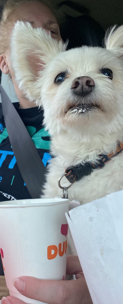 JessiLynn89's tweet photo. Thank you @dunkindonuts  for the puppachino Zoey LOVED IT!! https://t.co/OMoU4whPSn