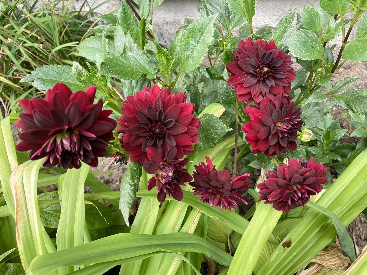 KECwriter's tweet photo. Dahlias, on a Saturday, in my garden near the sea. 

Find a bit of beauty today. 

If you can’t find it in your surroundings, look inside your heart. 

It’s there. 

#beautifulontheinside
#gardendelights
#newengland
#dahlias https://t.co/8aiTT0nj1a