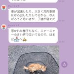 見て見ぬふりはできないお母様からのLINE!熱中症の猫を助けたら扶養家族がまた増えた!