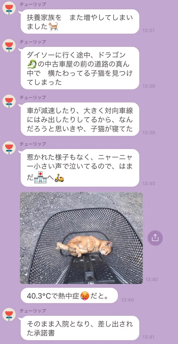見て見ぬふりはできないお母様からのLINE！熱中症の猫を助けたら扶養家族がまた増えた！