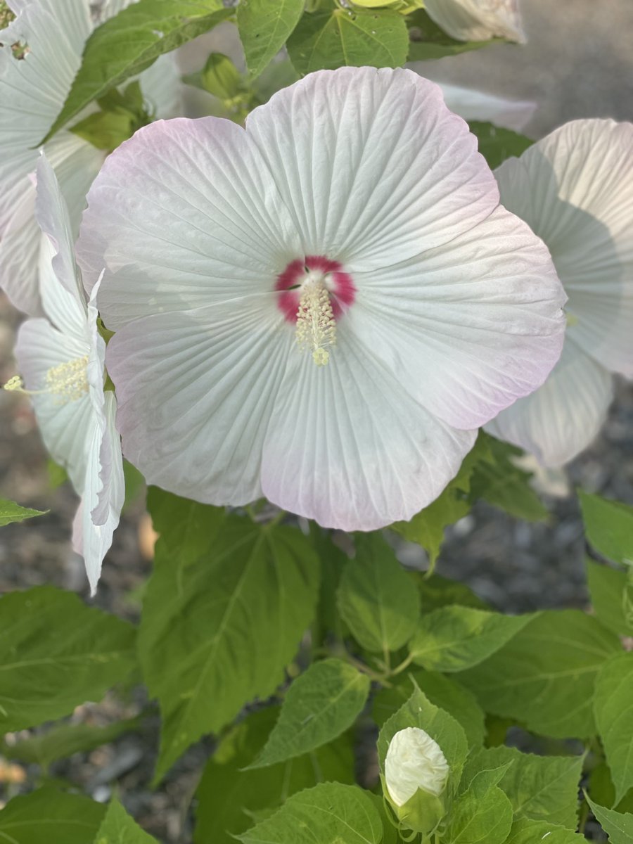 KaraKapke's tweet photo. Beautiful hibiscus. https://t.co/sXb5TIxy1p