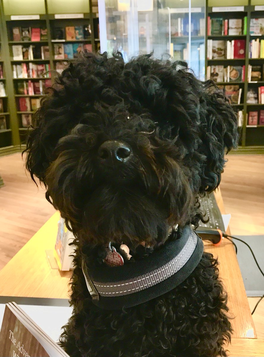 ShakeandCoUWS's tweet photo. Meet Albus, a Malti-Poo who is almost 1 year old. Albus is the @ShakeandCoUWS Employee of the Day! 
Albus has a tough time seeing with the hair in front of his eyes, but he can smell a book for you in now time! 
Something tells me he will be getting a raise &amp; a haircut, soon! https://t.co/yAjQVwNT3s