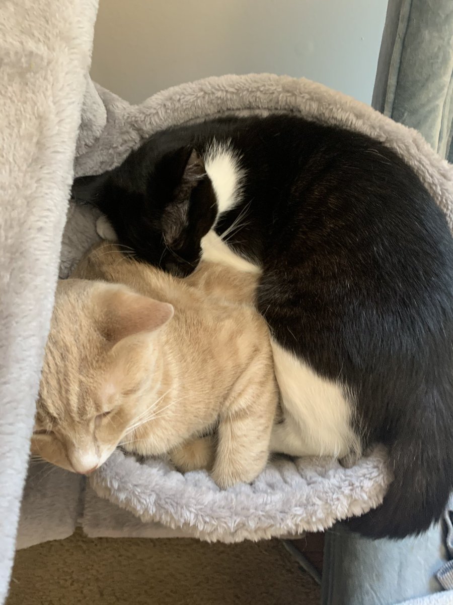 tete & rocket & mordy (@tetekittie) on Twitter photo 