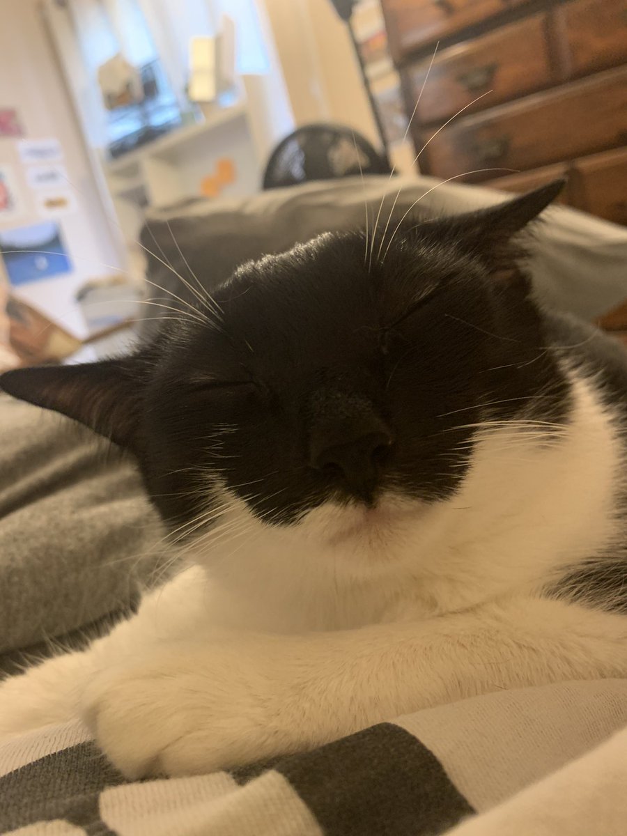 tete & rocket & mordy (@tetekittie) on Twitter photo 