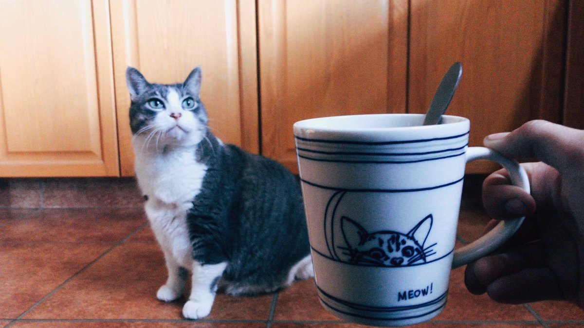 MoeB76's tweet photo. @thechrisbarron @heyitsLNC Back atcha! #StarCat https://t.co/sgN9D1vGOo