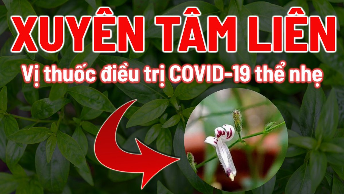 hoangvnu's tweet photo. Xuyên Tâm Liên - thuốc Đông y điều trị COVID 19 thể nhẹ, ít triệu chứng https://t.co/brHPD0pY4n via @YouTube https://t.co/wBPc7Rfptu