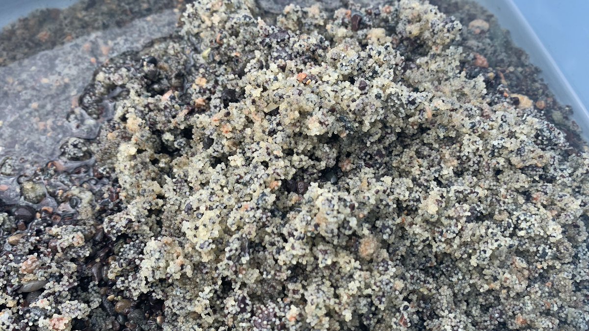 hjpolaczek's tweet photo. Scooped a good bunch of capelin eggs at one of the demersal spawning sites today! #capelinroll2021 #ecapelin #thenextgeneration https://t.co/5DgyoA9qBM