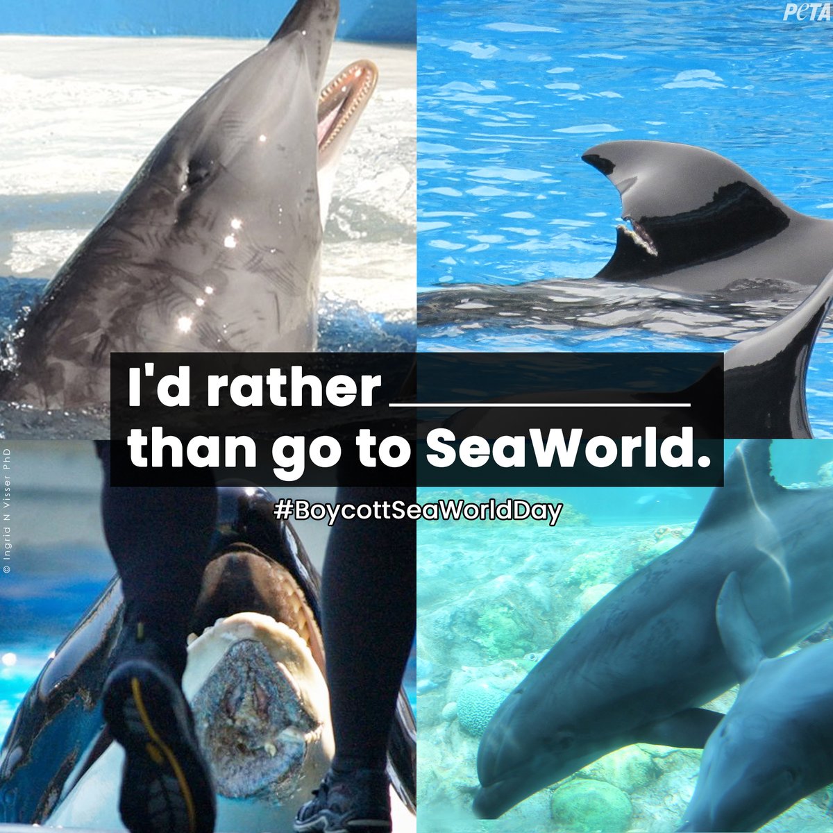 peta's tweet photo. @MieshaTate Today is #BoycottSeaWorldDay! 💙🐳🐬 They MUST stop breeding dolphins &amp; whales, stop imprisoning animals, &amp; release them to seaside sanctuaries ASAP—it’s long overdue.
 
Retweet if you agree &amp; share all the things you'd rather do instead of going to SeaWorld. https://t.co/51zniUFmNQ