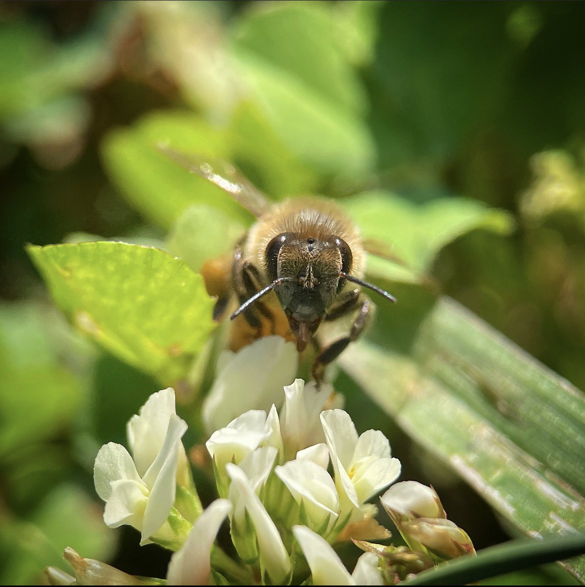elpapadelSPY's tweet photo. #BugDaddy #BugDaddyNJ #Insects #InsectsofNJ #BugsofNJ #bees #bee #buglivesmatter #newjersey #NJ https://t.co/OQO1HiZIta