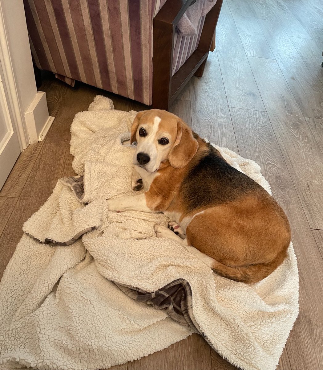 TheBarmyBeagle's tweet photo. Er yes ma, I know it's supposed to be a couch cover, but what difference does it make if I want it here? 😬
#beagles #beagleproblems #beagleblog #beaglefun https://t.co/Dn99mkMqaf