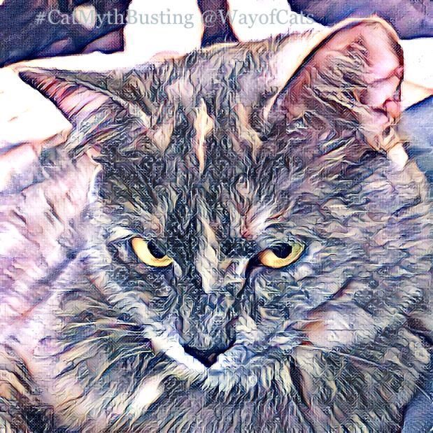 WayofCatsbook's tweet image. Irrational Cat Skeptic illustrates the cat prejudice problem | the Way of Cats buff.ly/3qNEUa8

As I explain where this person fails to use logic to support their Cat Skepticism.
#CatMythbusting #CatLovers #CatPrejudice #CatsOfTwitter