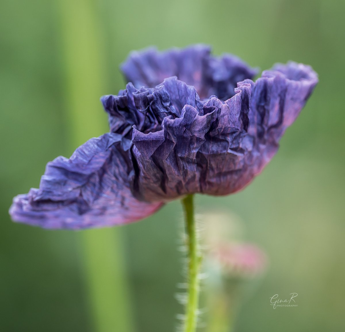 ginachillin's tweet photo. Loved watching this one unfurl over a couple of hours this morning ❤ Nature is just wonderful ❤ #amazinggreys #poppies #unfurling #NaturePhotography #Hull #ginar #Yorkshire #macro #SigmaArt105mm #sonya7iii https://t.co/wnVxLEw3Xd
