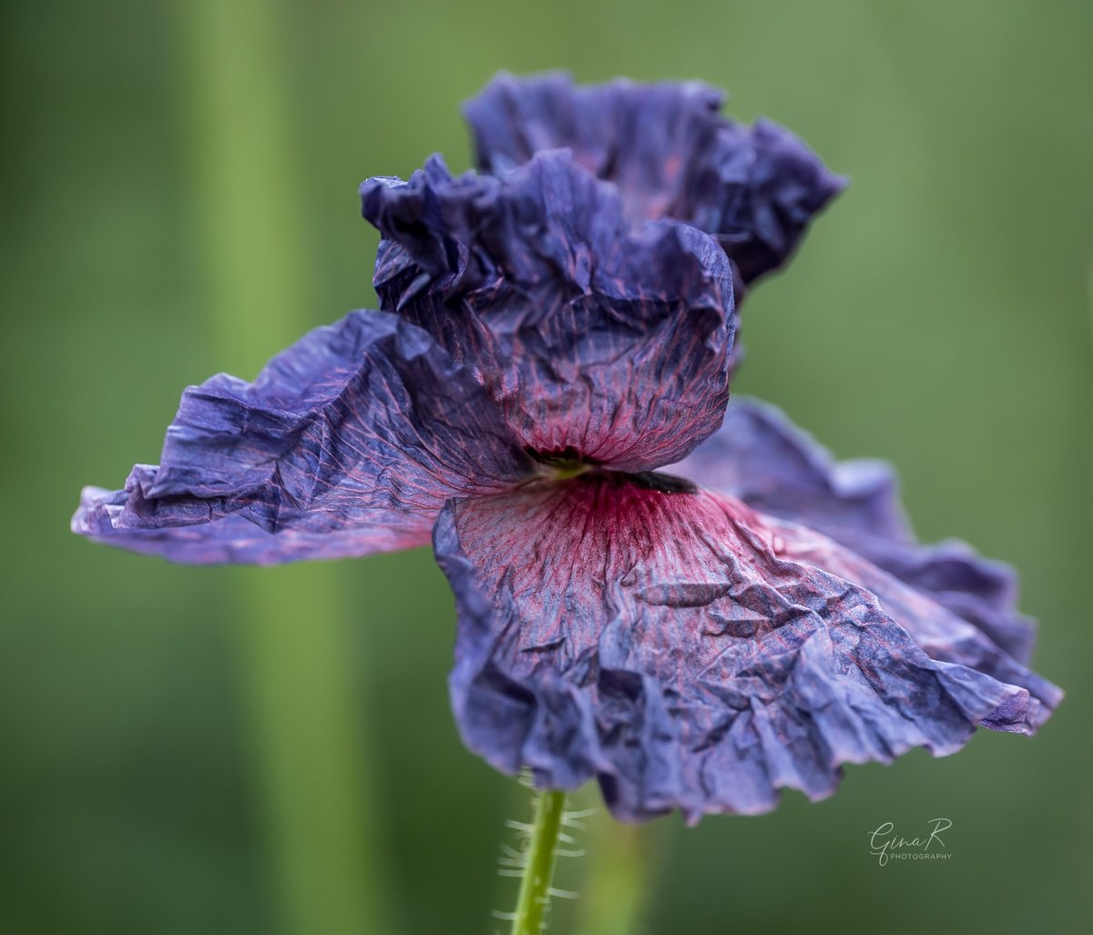 ginachillin's tweet photo. Loved watching this one unfurl over a couple of hours this morning ❤ Nature is just wonderful ❤ #amazinggreys #poppies #unfurling #NaturePhotography #Hull #ginar #Yorkshire #macro #SigmaArt105mm #sonya7iii https://t.co/wnVxLEw3Xd