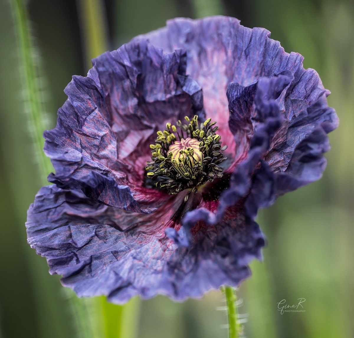 ginachillin's tweet photo. Loved watching this one unfurl over a couple of hours this morning ❤ Nature is just wonderful ❤ #amazinggreys #poppies #unfurling #NaturePhotography #Hull #ginar #Yorkshire #macro #SigmaArt105mm #sonya7iii https://t.co/wnVxLEw3Xd