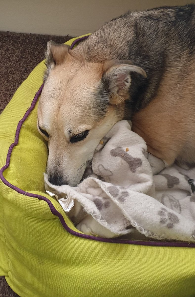 #ZSHQ <a href="/ZombieSquadHQ/">ZombieSquadHQ💖💚🧡💚🩵©</a> I'm really missing my sisfur <a href="/TrixieBell28/">Angel Captain Trixie Bell the Brave 🌈 #ZSHQ</a> #pawcircle