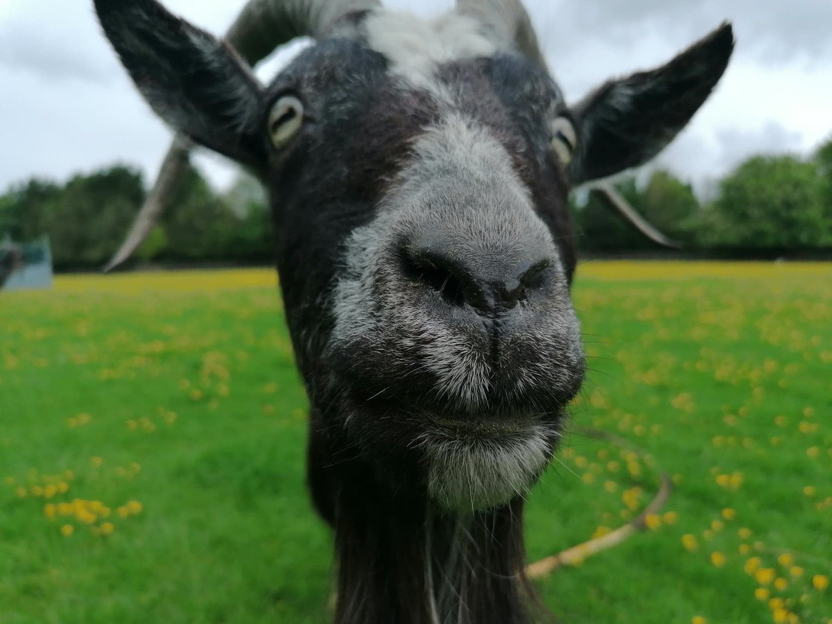 ButtercupsGoats's tweet photo. Hey there! #openday #goatsrule #Sanctuary 
https://t.co/F1CEkcqKQP https://t.co/IXlzOnhwEi
