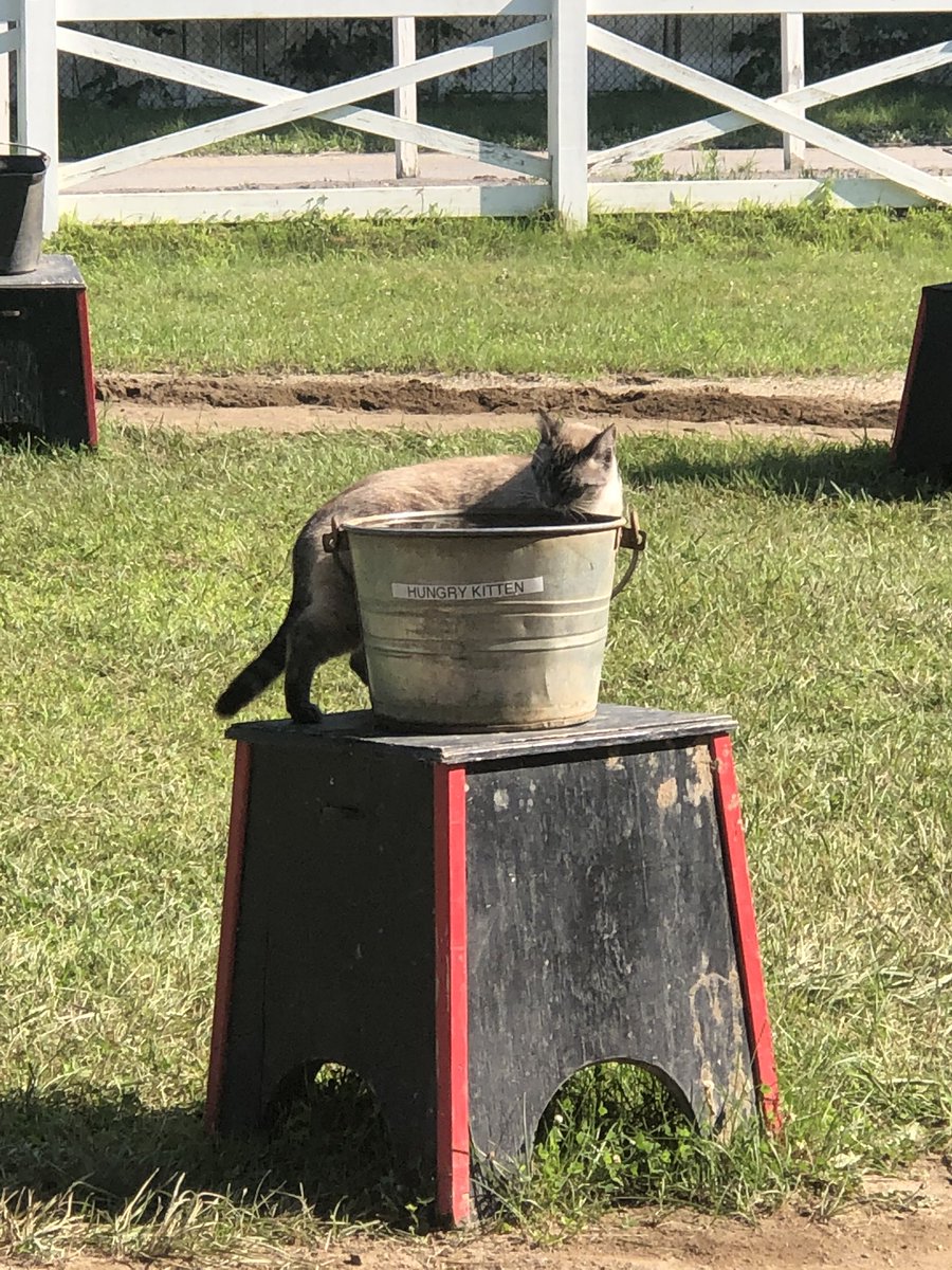 AhamiltonGRD's tweet photo. Thirsty kitten? @kristengonch https://t.co/aAU7rTsaN4