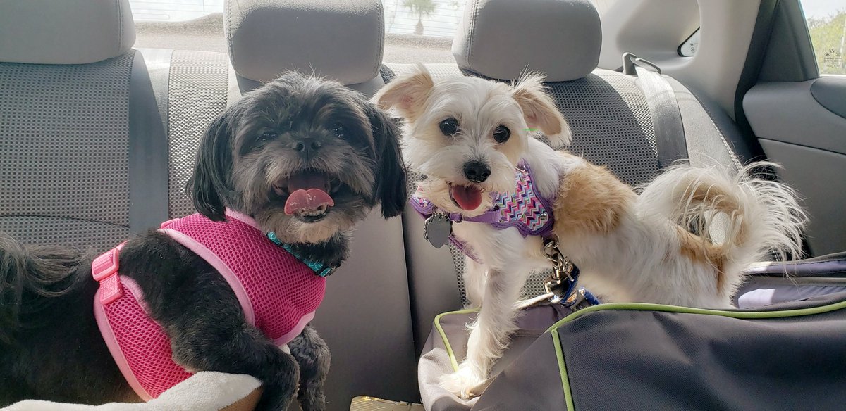 Zoey and Lucy would love some <a href="/portilloshotdog/">Portillo's</a> swag! #portilloshotdog