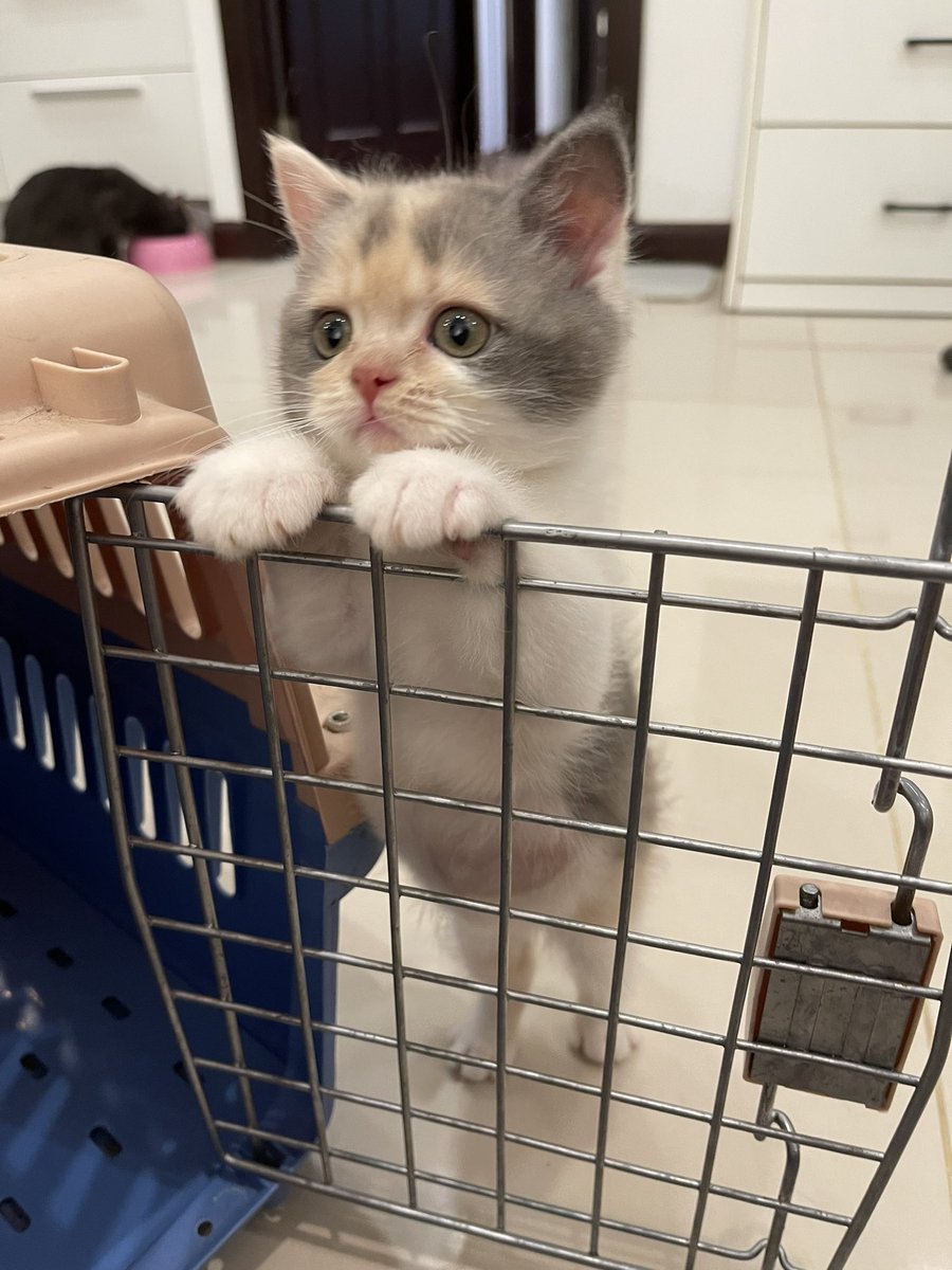 รับบทแมวข้างบ้านปีนกำแพงแอบมอง ปีนทำไม งง เดินอ้อมมาก็เจอแล้วปะ