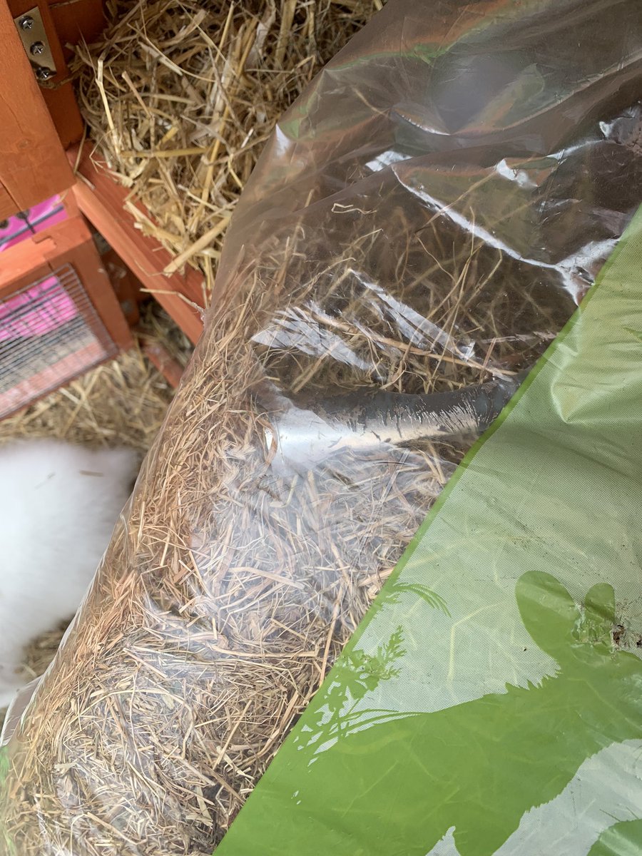 GallisGrace's tweet photo. Found this bit of sharp plastic in a bag of hay from @PetsatHome could have been very dangerous for my rabbit if I hadn’t of spotted it. https://t.co/sH2LXAWvjM