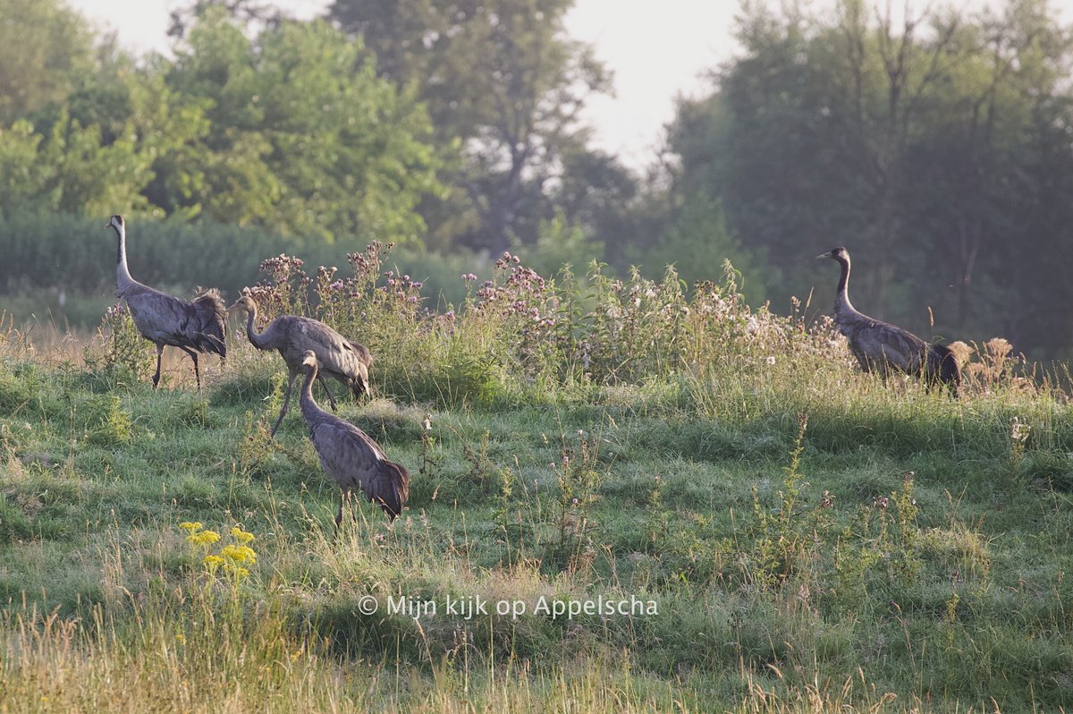 Vanochtend vroeg een rondje Fochteloërveen gemaakt. Naast de "gewone" ooievaar ook de zwarte ooievaar kunnen spotten. Ook de reebok liet zich zien en de familie kraanvogel was weer actief op zoek naar voedsel.

#fochteloërveen #natuurmonumenten #vroegevogels