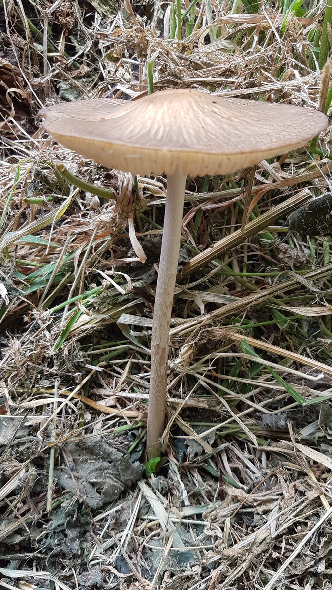 NatureRambles's tweet photo. Rooting shank mushroom we found in the old churchyard at bessingby village #nature #fungus #mushrooms #outdoorlearning #bessingby #churchyard https://t.co/b1u1PRwozO