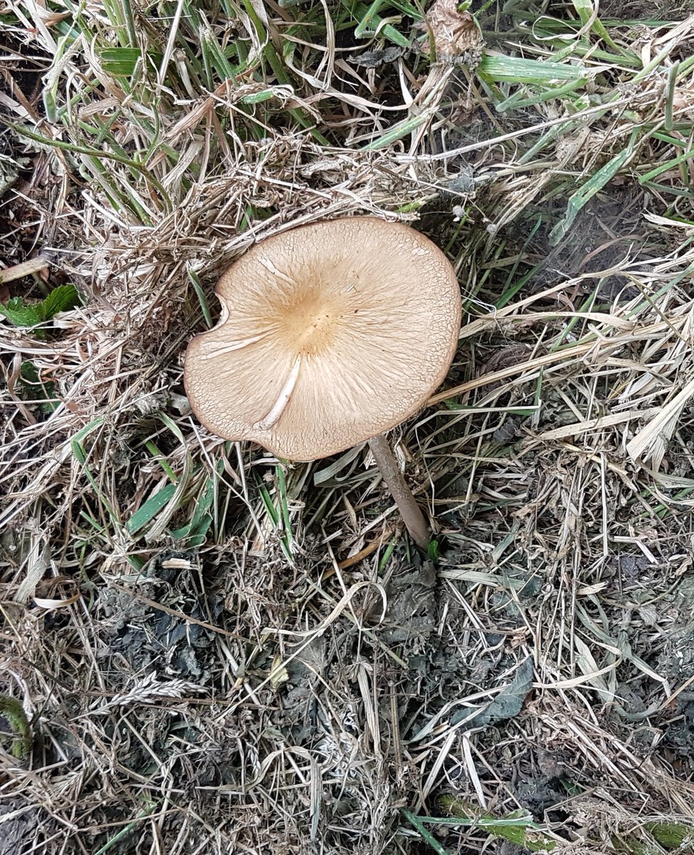 NatureRambles's tweet photo. Rooting shank mushroom we found in the old churchyard at bessingby village #nature #fungus #mushrooms #outdoorlearning #bessingby #churchyard https://t.co/b1u1PRwozO
