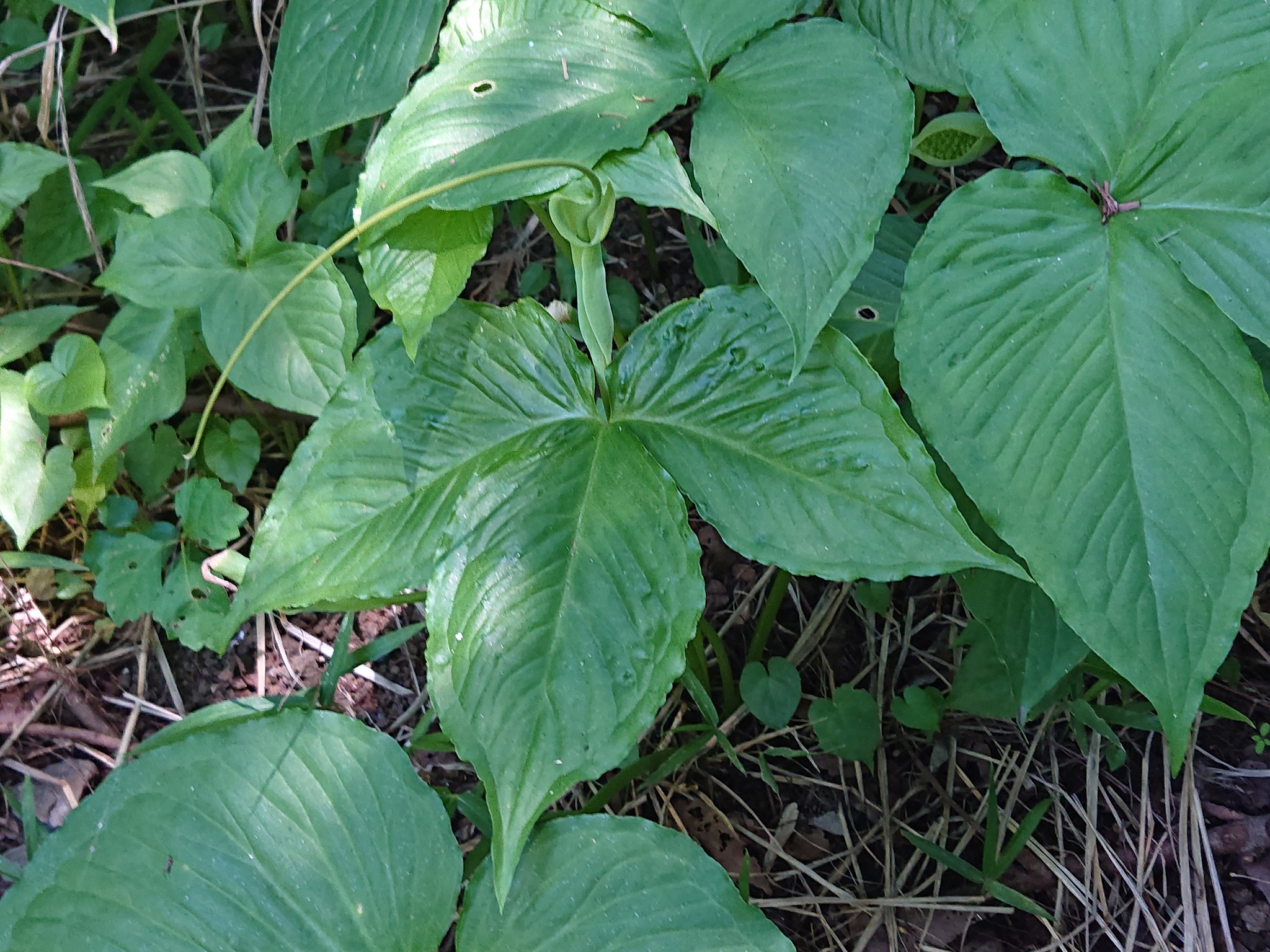 林田慎吾 盛りを過ぎていましたが 小石川植物園でオオハンゲ 大半夏 サトイモ科ハンゲ属 が咲いていました 畑などで見かける カラスビシャク 烏柄杓 サトイモ科ハンゲ属 よりも一回り以上大きいのでこの名が付いたそうです カラスビシャクの漢名が半夏