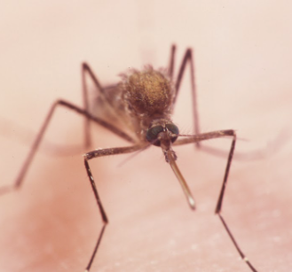 SYMVCD's tweet photo. #DYK that throughout the world there are 3,500 species of mosquitoes? #sacramento #symvcd #FIGHTtheBITE https://t.co/3piiueEDGn