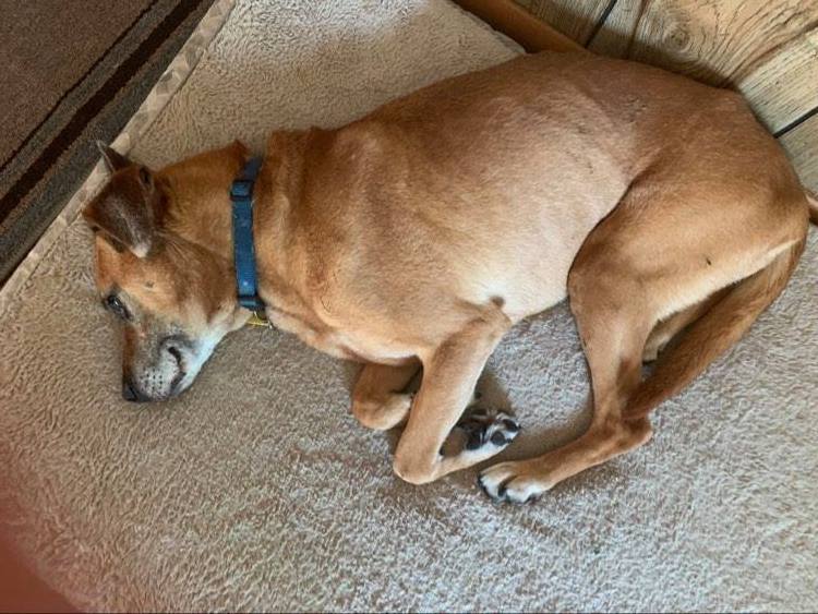Stacie arrived at Nora's &amp; at first she was little nervous but little by little she came around. 

She explored the garden &amp; other dogs and FIT RIGHT IN!

She's a 13 y.o that was surrendered to the NYCACC.

Shame on whomever did this. You should cherish those #goldenyears