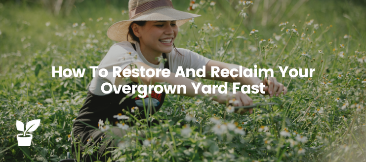 This article will help you restore and reclaim your overgrown yard fast and back to life to enjoy the ultimate green beauty!

irrigationsuppliesstore.com/reclaim-overgr…

#garden #gardening #LawnCare #grass #gardenlife #gardeningcare #plants #irrigation #backyard #yard #gardentools #reclaimgarden
