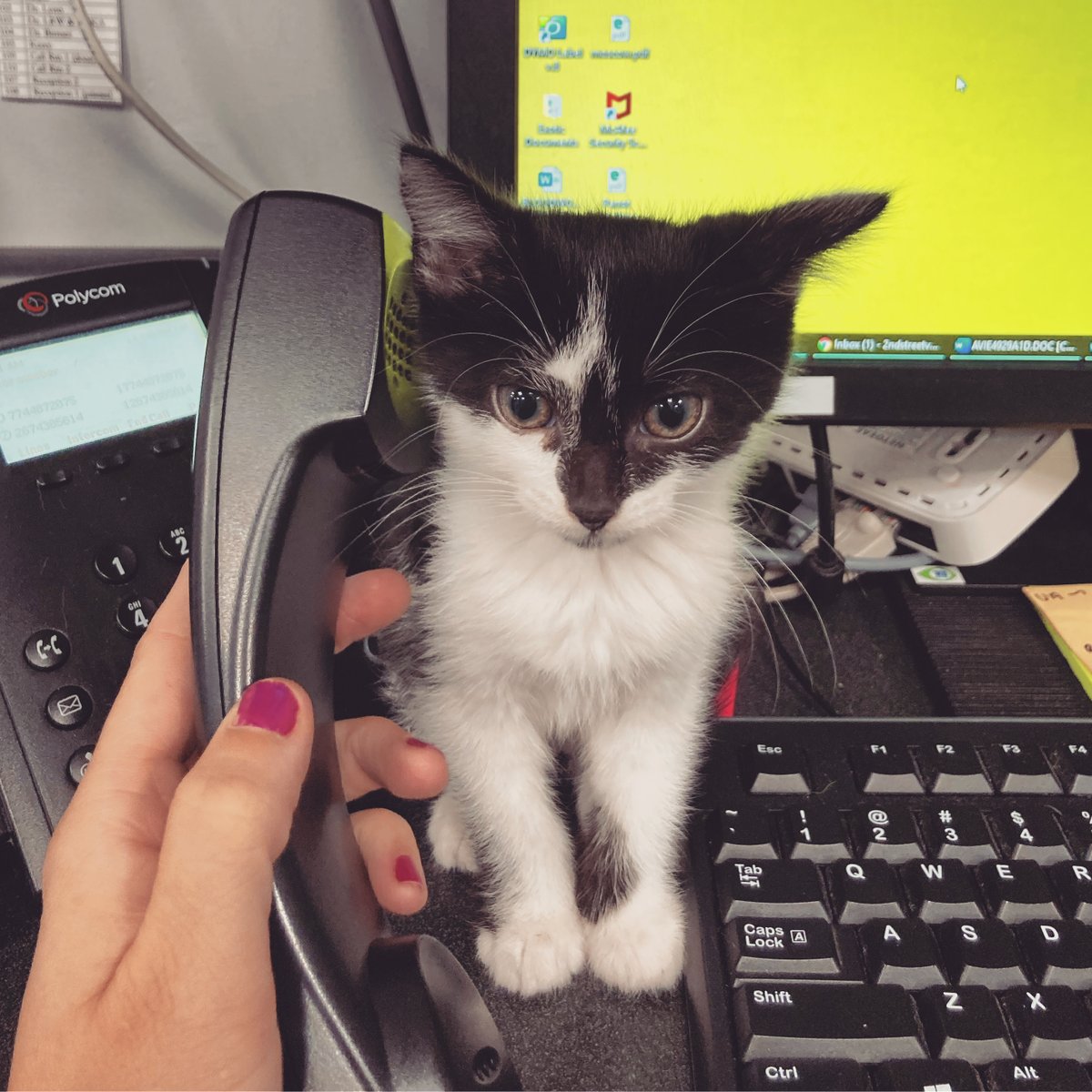 2ndStreetVet's tweet photo. Sophie is ready to answer any #Caturday questions you may have! #caturdaycuties #caturdaze #saturdaycats #saturdaycaturday #nolibs #nolibsphilly #nolibspets #philadelphiapets #catsofphilly #catsofphiladelphia https://t.co/sOuvgKX1So
