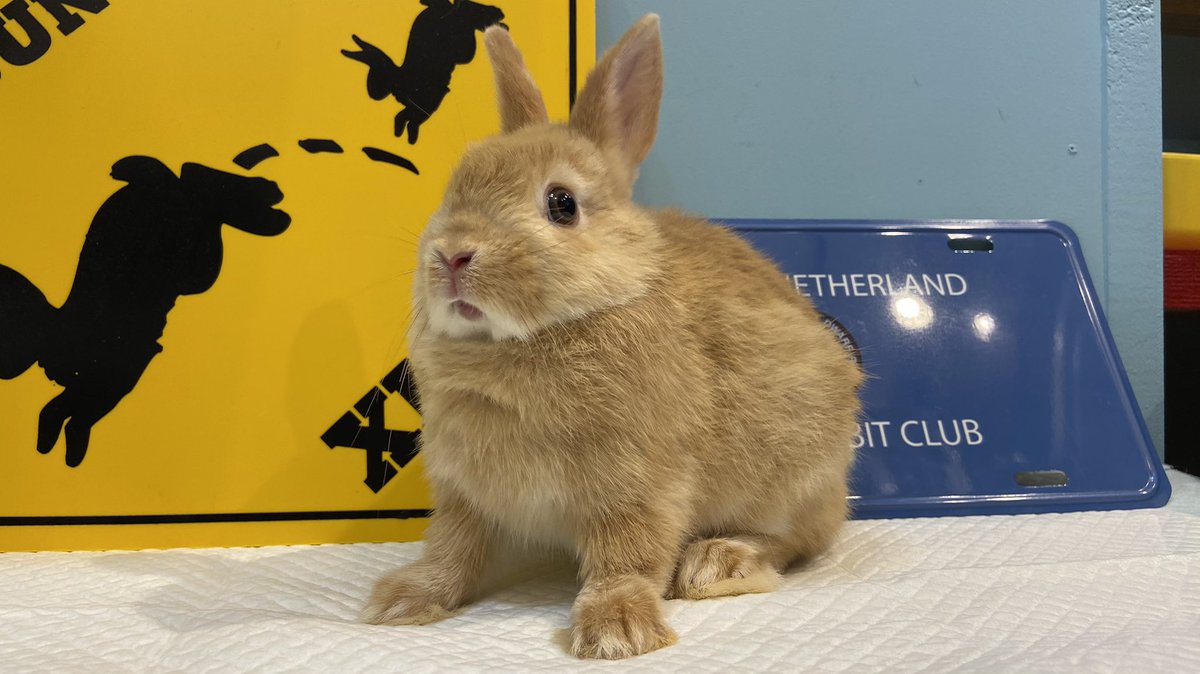 ラビッツ Rabbits Osaka Twitter ラビッツ Rabbits Osaka Twitter