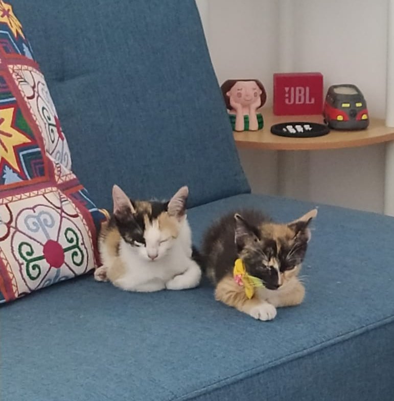 mcaicedor's tweet image. Moca &amp;amp; Piper, bienvenidas #catlover