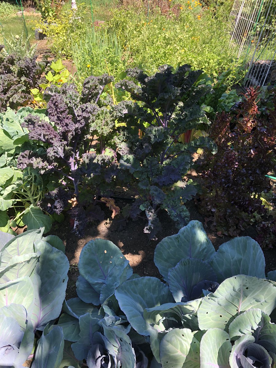 PatCodes's tweet image. Garden then and now