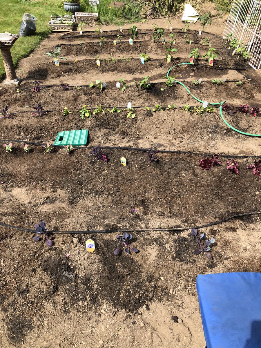 PatCodes's tweet image. Garden then and now