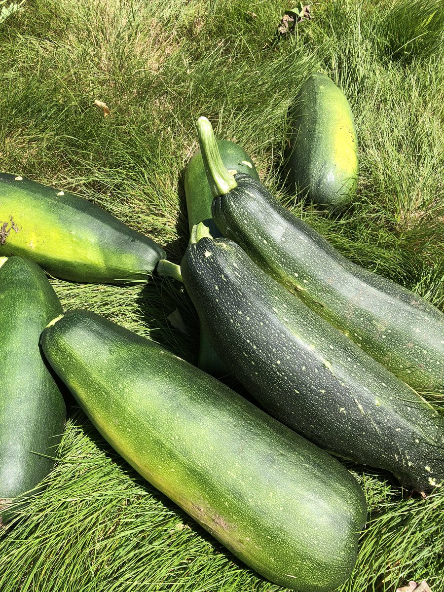 PatCodes's tweet image. Garden then and now