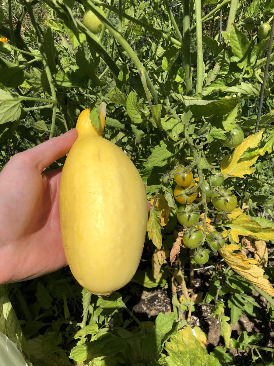 PatCodes's tweet image. Garden then and now