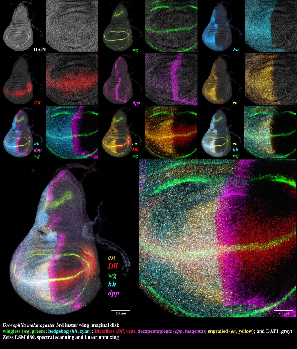 Patel Lab (@parflyale) on Twitter photo For those interested in Hybridization Chain Reaction (HCR), we've posted a protocol with a few adaptations that simplify the procedure and improve signal to noise ratio in our hands protocols.io/view/hybridiza… For those interested in Hybridization Chain Reaction (HCR), we've posted a protocol with a few adaptations that simplify the procedure and improve signal to noise ratio in our hands protocols.io/view/hybridiza…