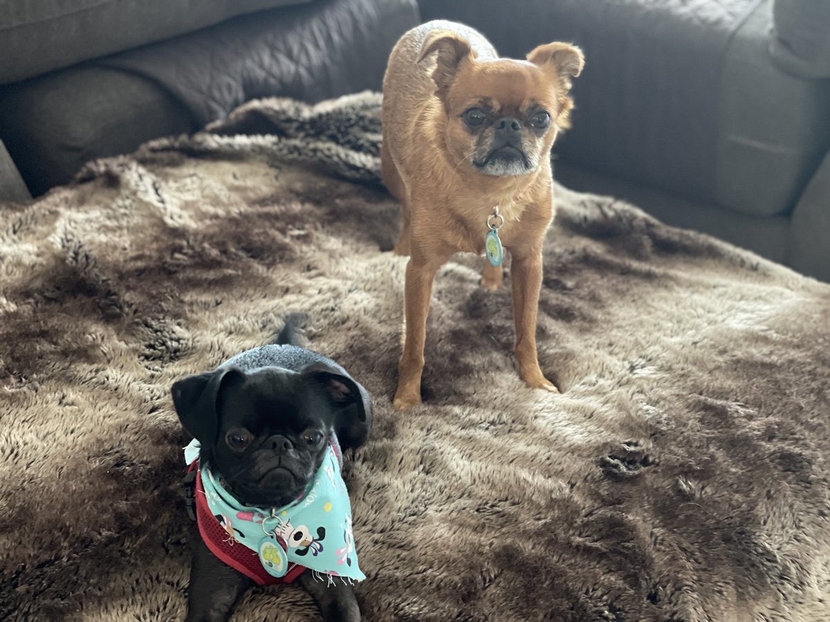 airchive's tweet photo. They’re not grumpy. They’re just drawn that way. #petitbrabancon #brussellsgriffon #grumpygriffons #monkeydog https://t.co/LKgaJD3V1V